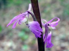 Orchis mascula subsp. mascula (L.) L.