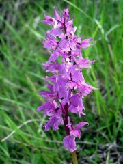 Orchis mascula subsp. mascula (L.) L.