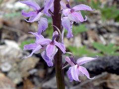 Orchis mascula subsp. mascula (L.) L.