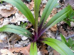 Orchis mascula subsp. mascula (L.) L.