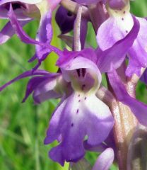 Orchis mascula subsp. mascula (L.) L.