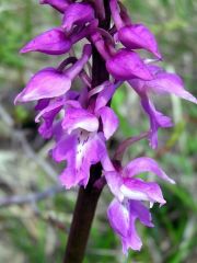 Orchis mascula subsp. mascula (L.) L.