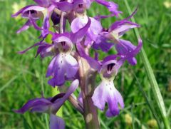 Orchis mascula subsp. mascula (L.) L.