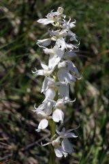 Orchis mascula subsp. mascula (L.) L.