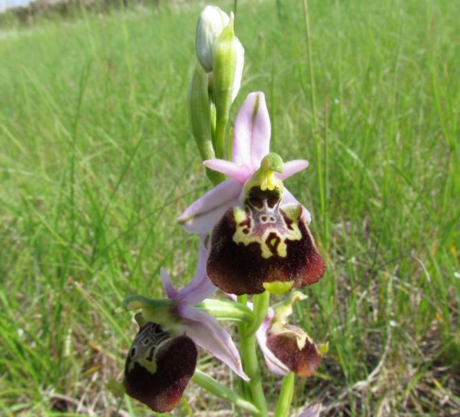 Ophrys holosericea ssp. Dinarica (R. Kranjcev & P. Delforge) Kreutz