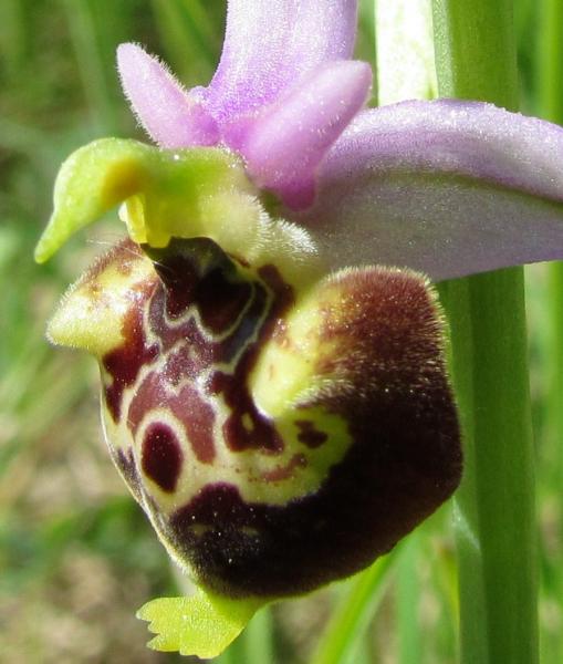 Ophrys holosericea ssp. Dinarica (R. Kranjcev & P. Delforge) Kreutz