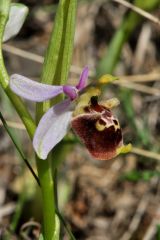 ophrys holosericea ssp. dinarica (R. Kranjcev & P. Delforge) Kreutz