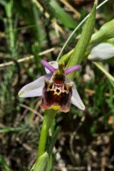 Ophrys holosericea ssp. Dinarica (R. Kranjcev & P. Delforge) Kreutz