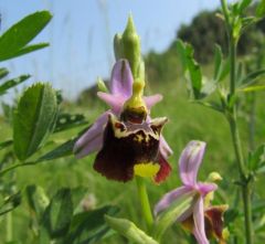 Ophrys holosericea ssp. Dinarica (R. Kranjcev & P. Delforge) Kreutz