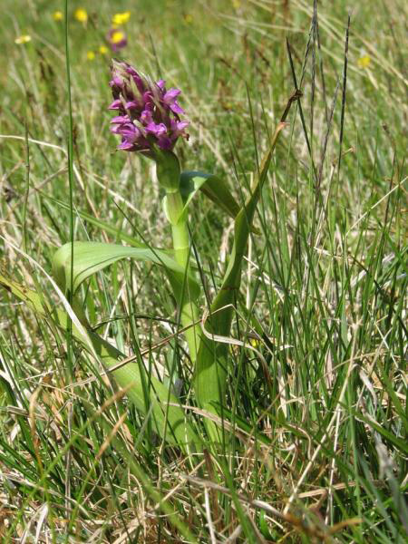 Dactylorhiza incarnata var. immaculata Romolini & Sodi