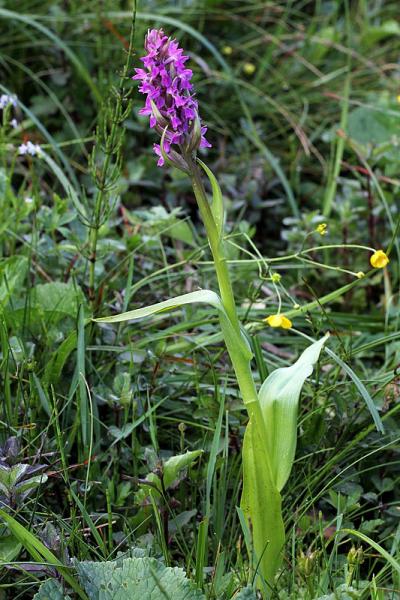 Dactylorhiza incarnata var. immaculata Romolini & Sodi