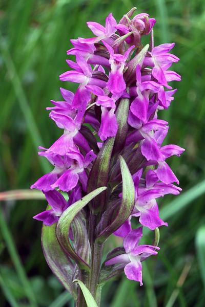 Dactylorhiza incarnata var. immaculata Romolini & Sodi