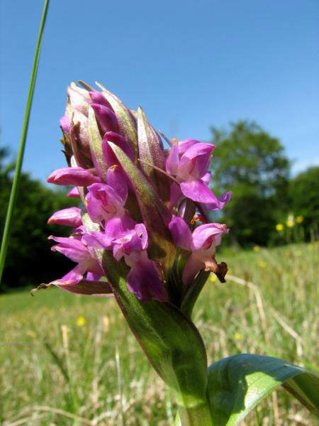 Dactylorhiza incarnata var. immaculata Romolini & Sodi