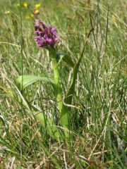 Dactylorhiza incarnata var. immaculata Romolini & Sodi