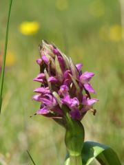 Dactylorhiza incarnata var. immaculata Romolini & Sodi