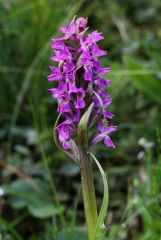 Dactylorhiza incarnata var. immaculata Romolini & Sodi