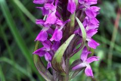 Dactylorhiza incarnata var. immaculata Romolini & Sodi