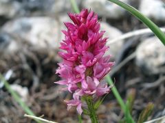 x Gymnigritella heufleri (A. Kern.) E.G. Camus