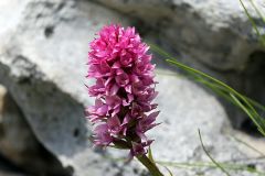 x Gymnigritella heufleri (A. Kern.) E.G. Camus