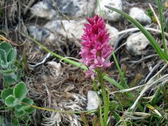 xGymnigritella heufleri (A. Kern.) E.G. Camus