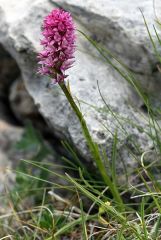 xGymnigritella heufleri (A. Kern.) E.G. Camus