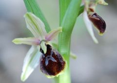 Ophrys exaltata subsp. exaltata Ten.