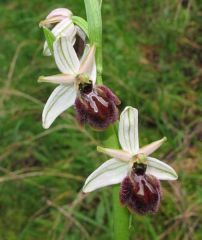 Ophrys exaltata subsp. exaltata Ten.