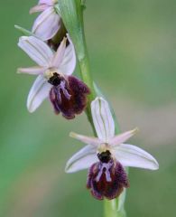 Ophrys exaltata subsp. exaltata Ten.