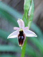 Ophrys lunulata Parl.