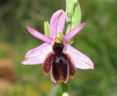 Ophrys lunulata Parl.