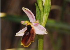 Ophrys lunulata Parl.