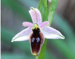 Ophrys lunulata Parl.