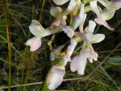 Anacamptis longicornu (Poir.) R.M. Bateman, Pridgeon & M.W. Chase