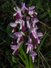 Anacamptis longicornu (Poir.) R.M. Bateman, Pridgeon & M.W. Chase