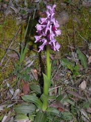 Anacamptis longicornu (Poir.) R.M. Bateman, Pridgeon & M.W. Chase