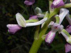 Anacamptis longicornu (Poir.) R.M. Bateman, Pridgeon & M.W. Chase