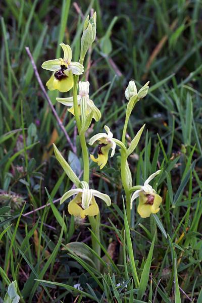Ophrys lacaitae Lojac.