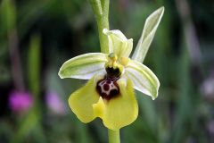 Ophrys lacaitae Lojac.