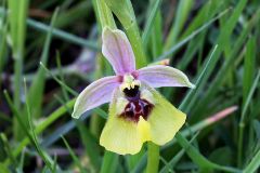 Ophrys lacaitae Lojac.