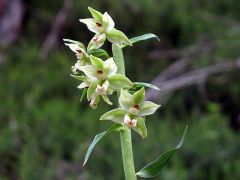 Epipactis helleborine subsp. orbicularis (K. Richt.) E. Klei