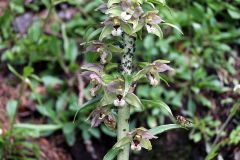 Epipactis helleborine subsp. orbicularis (K. Richt.) E. Klein