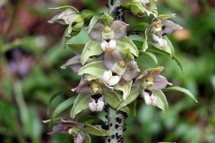 Epipactis helleborine subsp. orbicularis (K. Richt.) E. Klei