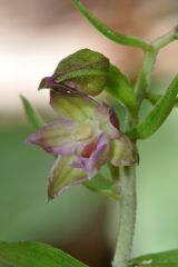 Epipactis placentina Bongiorni & Grùnanger