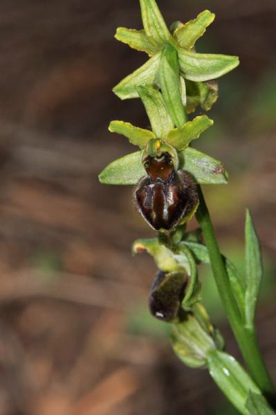 Ophrys argentaria Devillers-tersch. & Devillers
