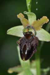 Ophrys argentaria Devillers-tersch. & Devillers