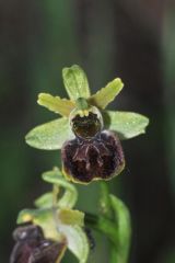 Ophrys argentaria Devillers-tersch. & Devillers