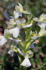 Anacamptis morio (Poir.) R.M. Bateman, Pridgeon & M.W. Chase