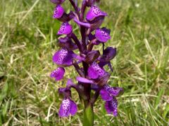 Anacamptis morio (Poir.) R.M. Bateman, Pridgeon & M.W. Chase