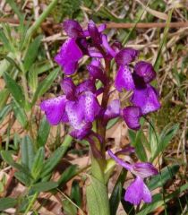 Anacamptis morio (Poir.) R.M. Bateman, Pridgeon & M.W. Chase