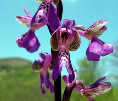 Anacamptis morio (Poir.) R.M. Bateman, Pridgeon & M.W. Chase